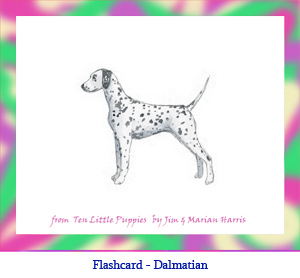 Dalmatian Dog Flashcard – no breed name